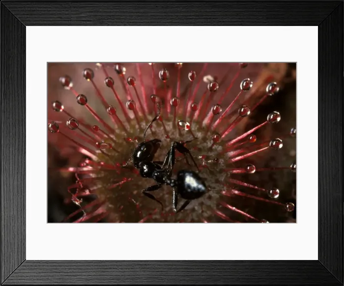 Framed Print : Rosy sundew - leaf with trapped ant Framed Print : Rosy sundew - leaf with trapped ant