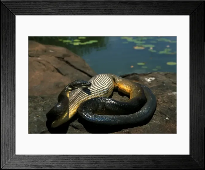 Framed Print : FWO00170. AUS-790. Water python (Antaresia fuscus) that has swallowed a duck Framed Print : FWO00170. AUS-790. Water python (Antaresia fuscus) that has swallowed a duck
