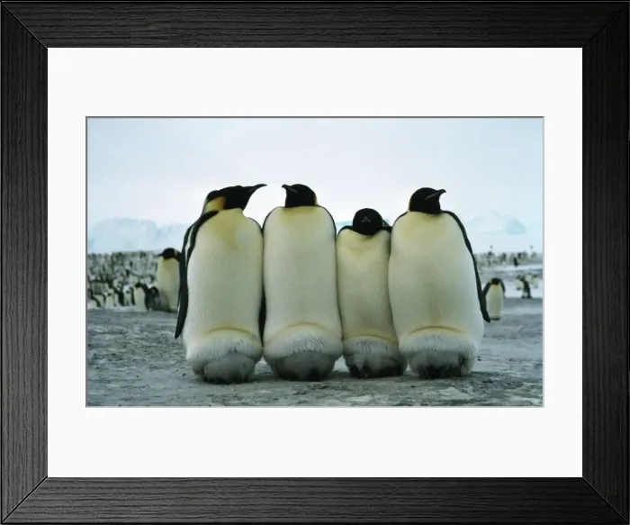 Framed Print : GRB0965d. AUS-843. Emperor penguins - keeping chicks warm Framed Print : GRB0965d. AUS-843. Emperor penguins - keeping chicks warm