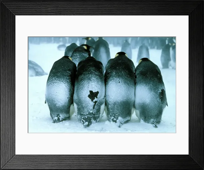 Framed Print : GRB0975d. AUS-844. Emperor penguin - males brooding eggs Framed Print : GRB0975d. AUS-844. Emperor penguin - males brooding eggs