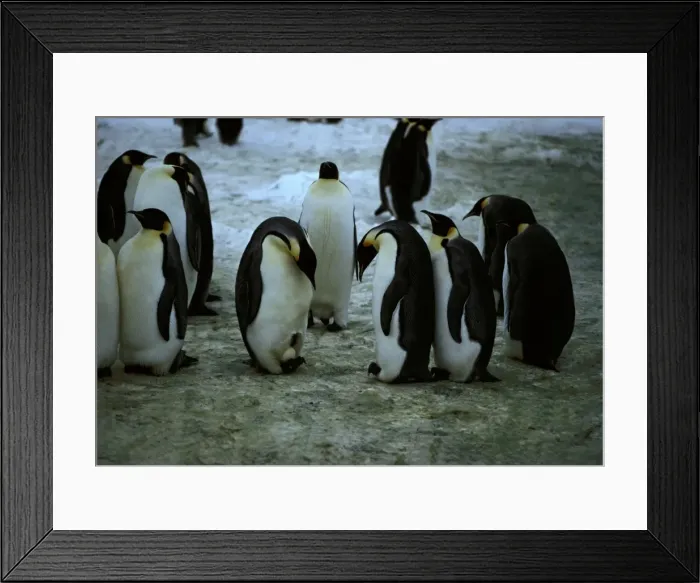 Framed Print : GRB01395. AUS-849. Emperor penguins - displaying egg, Framed Print : GRB01395. AUS-849. Emperor penguins - displaying egg,