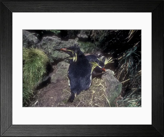 Framed Print : Rockhopper penguin - incubating Framed Print : Rockhopper penguin - incubating