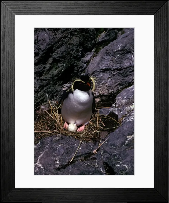 Framed Print : GRB01848. AUS-855. Rockhopper penguins - incubating Framed Print : GRB01848. AUS-855. Rockhopper penguins - incubating