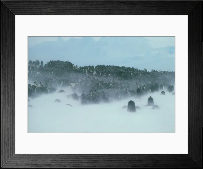 Framed Print : Emperor penguin - in blizzard Framed Print : Emperor penguin - in blizzard