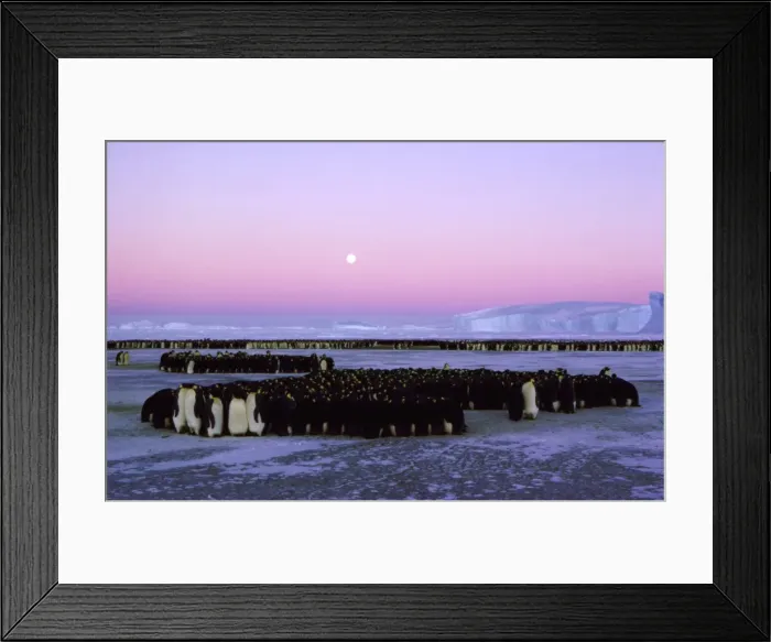 Framed Print : Emperor penguin - large group huddling Framed Print : Emperor penguin - large group huddling