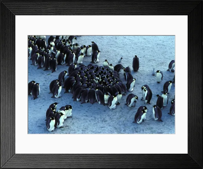 Framed Print : GRB02245. AUS-865. Emperor penguin - chicks huddling for warmth Framed Print : GRB02245. AUS-865. Emperor penguin - chicks huddling for warmth