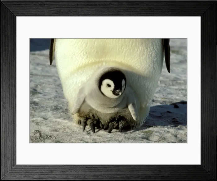 Framed Print : GRB02306. AUS-866. Emperor penguin - warming chick on feet