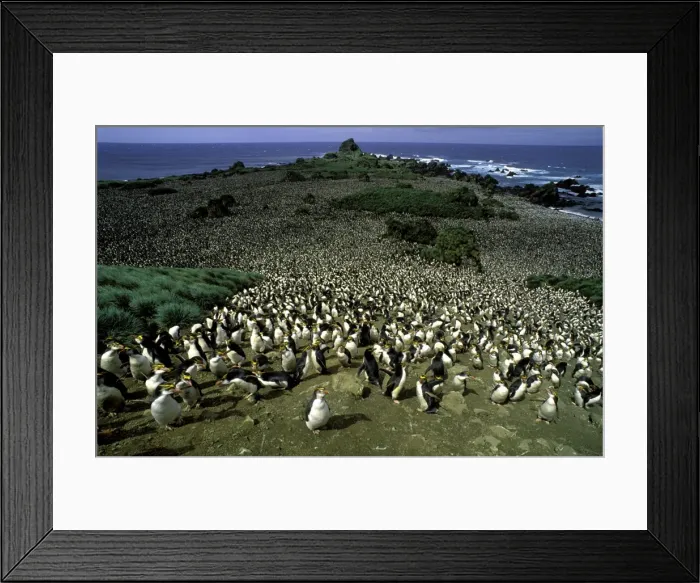 Framed Print : GRB02810. AUS-873. Royal penguin - large colony Framed Print : GRB02810. AUS-873. Royal penguin - large colony