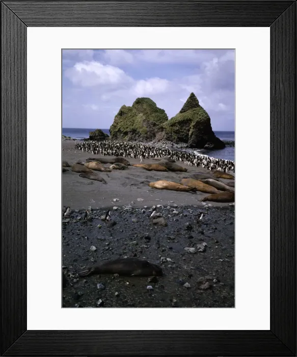 Framed Print : GRB03009. AUS-877. Southern elephant seals (Mirounga leonina) Framed Print : GRB03009. AUS-877. Southern elephant seals (Mirounga leonina)
