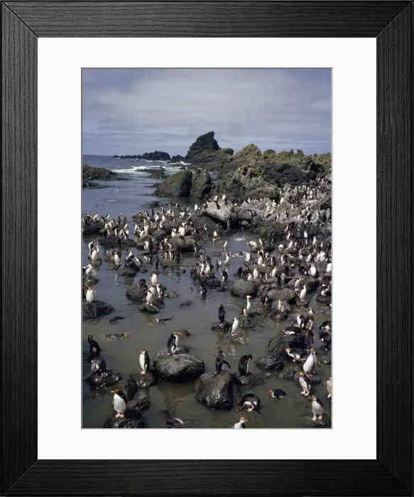 Framed Print : GRB03075. AUS-878. Royal penguins - colony Framed Print : GRB03075. AUS-878. Royal penguins - colony