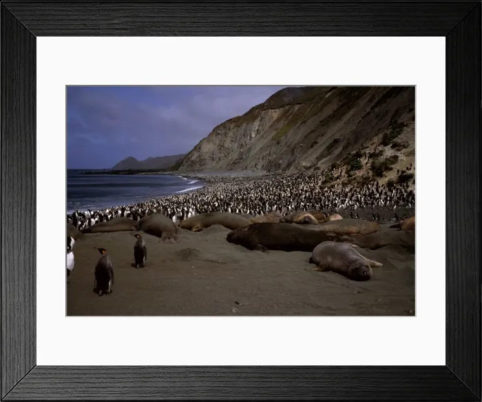 Framed Print : GRB03080. AUS-879. Southern elephant seals (Mirounga leonina) on beach.with King penguins Framed Print : GRB03080. AUS-879. Southern elephant seals (Mirounga leonina) on beach.with King penguins
