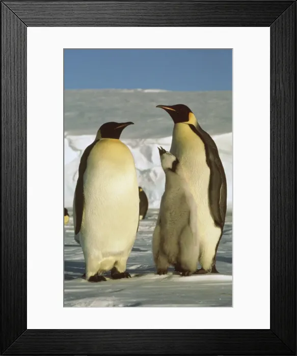 Framed Print : GRB3177d. AUS-886. Emperor penguin - two birds displaying, chick in between. Framed Print : GRB3177d. AUS-886. Emperor penguin - two birds displaying, chick in between.