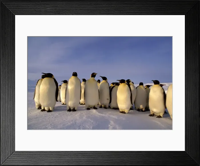 Framed Print : Emperor penguins - small group Framed Print : Emperor penguins - small group