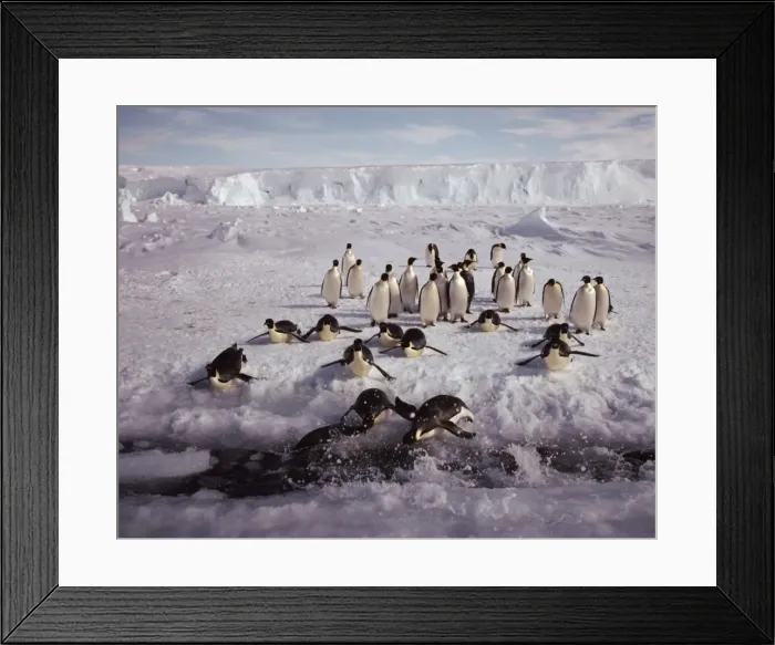 Framed Print : GRB03466. AUS-890. Emperor penguin - tobogganning to tide crack. Framed Print : GRB03466. AUS-890. Emperor penguin - tobogganning to tide crack.