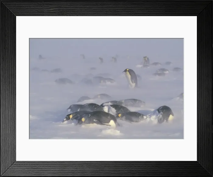Framed Print : Emperor penguins - in blizzard Framed Print : Emperor penguins - in blizzard