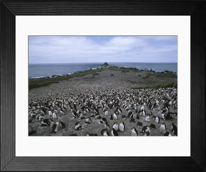 Framed Print : Rockhopper penguin - colony Framed Print : Rockhopper penguin - colony