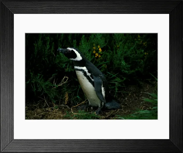 Framed Print : Magellanic penguin Framed Print : Magellanic penguin