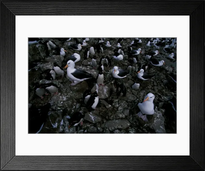 Framed Print : Black-browed albatross and Rockhopper penguins (Eudyptes chrysocome) Framed Print : Black-browed albatross and Rockhopper penguins (Eudyptes chrysocome)