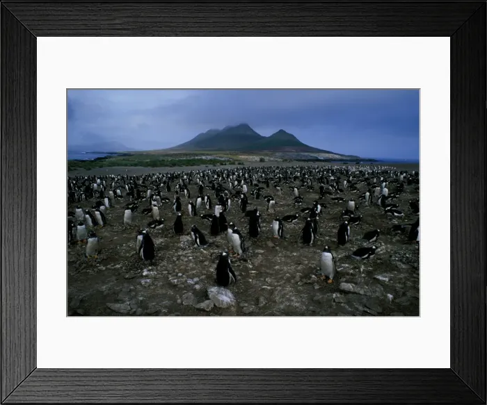 Framed Print : Gentoo penguin - nesting colony Framed Print : Gentoo penguin - nesting colony