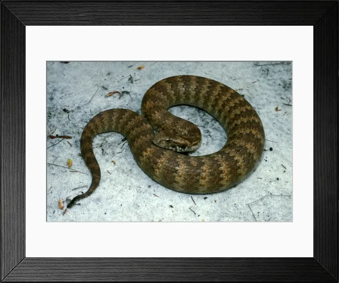 Framed Print : HRD00011. AUS-920. Common / Southern death adder Framed Print : HRD00011. AUS-920. Common / Southern death adder