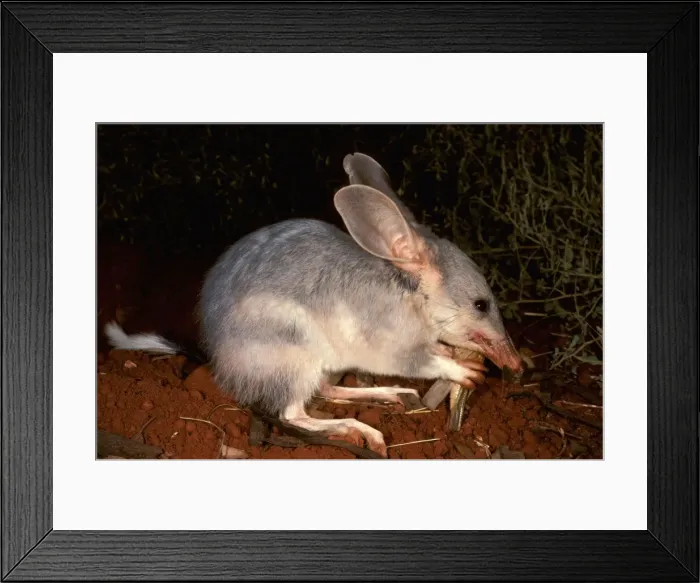 Framed Print : HRD00570. AUS-944. Greater bilby (Macrotis lagotis) eating prey (grasshopper / locust) Framed Print : HRD00570. AUS-944. Greater bilby (Macrotis lagotis) eating prey (grasshopper / locust)