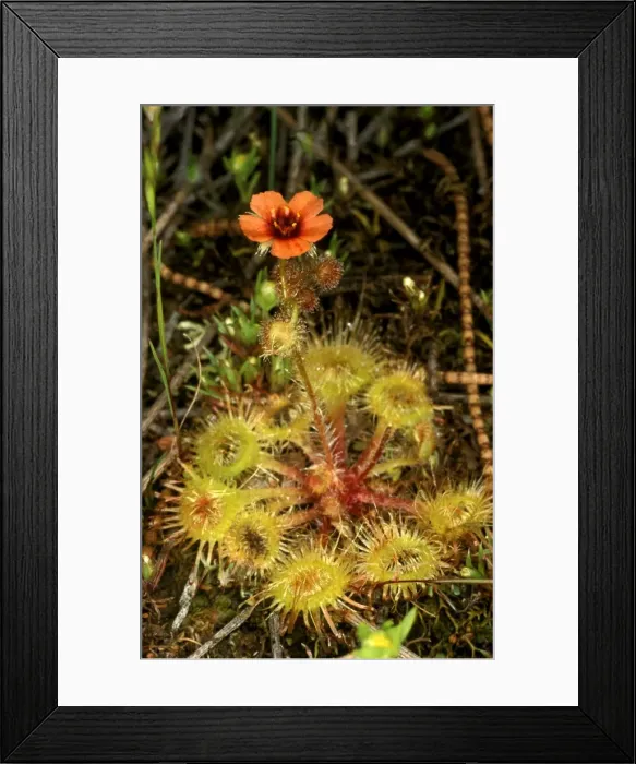 Framed Print : HRD01318. AUS-968. Sundew - Lake King, Western Australia Framed Print : HRD01318. AUS-968. Sundew - Lake King, Western Australia