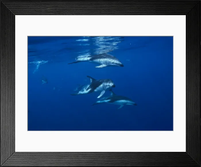 Framed Print : Dusky dolphin (Lagenorhynchus obscurus) under water. Kaikoura, South Island, New Zealand Framed Print : Dusky dolphin (Lagenorhynchus obscurus) under water. Kaikoura, South Island, New Zealand