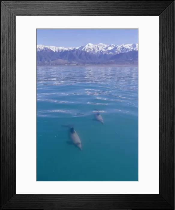 Framed Print : Hectors Dolphin Framed Print : Hectors Dolphin