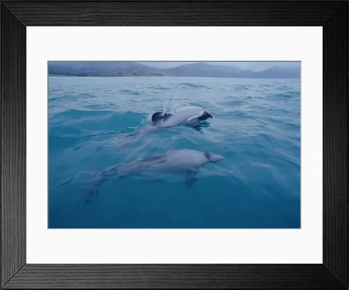 Framed Print : Hectors dolphin (Cephalorhynchus hectori). Kaikoura, South Island, New Zealand Framed Print : Hectors dolphin (Cephalorhynchus hectori). Kaikoura, South Island, New Zealand