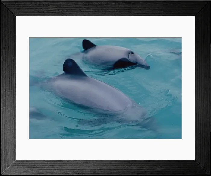 Framed Print : Hectors dolphin (Cephalorhynchus hectori). Kaikoura, South Island, New Zealand Framed Print : Hectors dolphin (Cephalorhynchus hectori). Kaikoura, South Island, New Zealand
