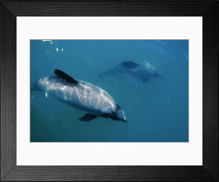 Framed Print : Hectors dolphin (Cephalorhynchus hectori). Kaikoura, South Island, New Zealand Framed Print : Hectors dolphin (Cephalorhynchus hectori). Kaikoura, South Island, New Zealand