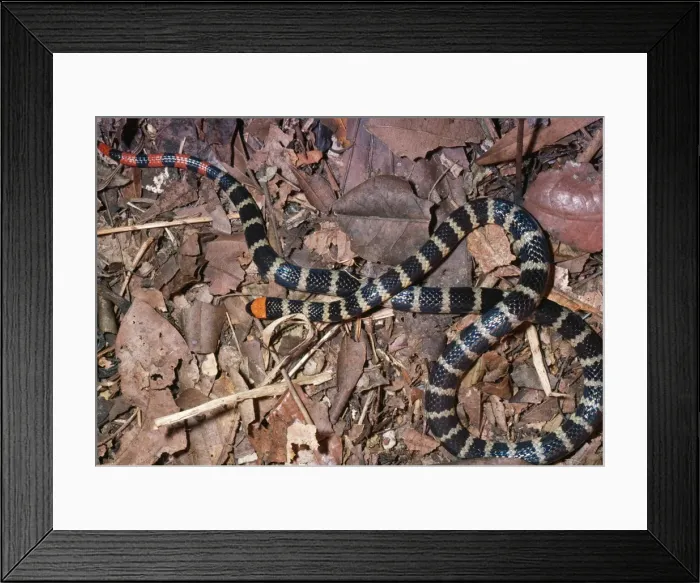 Framed Print : False Coral Snake - mimic of Coral Snake Framed Print : False Coral Snake - mimic of Coral Snake