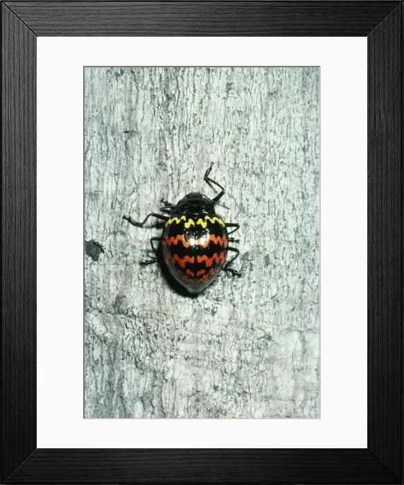 Framed Print : Beetle Rio Jurua, Caravari, Brazil Framed Print : Beetle Rio Jurua, Caravari, Brazil