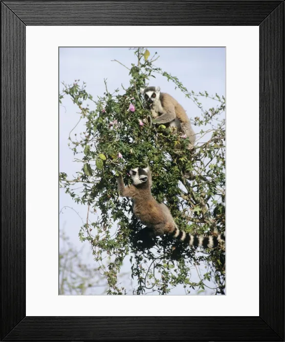 Framed Print : Ringtail Lemur Madagascar Framed Print : Ringtail Lemur Madagascar