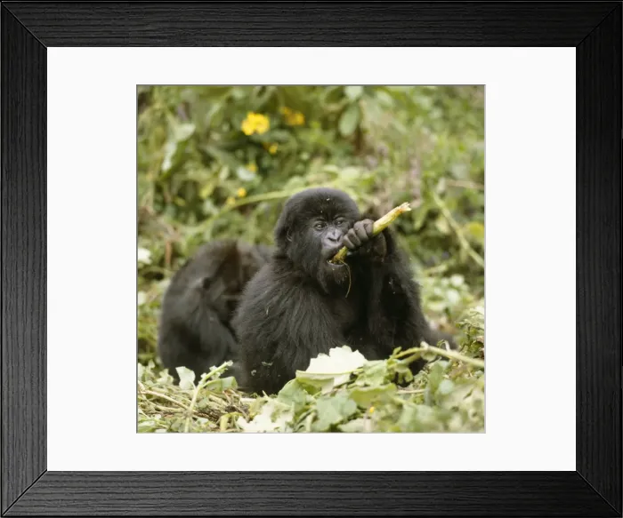 Framed Print : Mountain Gorilla - feeding on vegetation Framed Print : Mountain Gorilla - feeding on vegetation