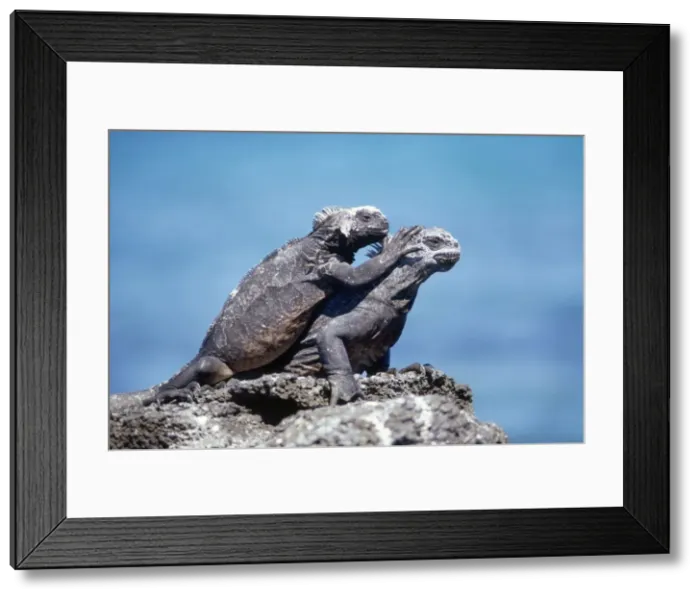 Framed Print : Marine Iguana Galapagos Islands Framed Print : Marine Iguana Galapagos Islands