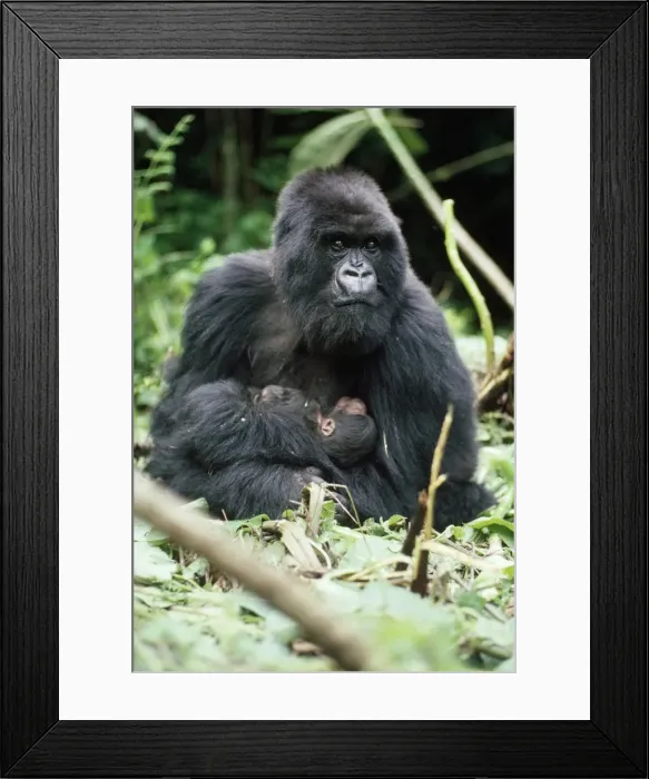 Framed Print : Mountain Gorilla - female with 2 hour old baby Virunga Volcanoes, Rwanda, Africa Framed Print : Mountain Gorilla - female with 2 hour old baby Virunga Volcanoes, Rwanda, Africa
