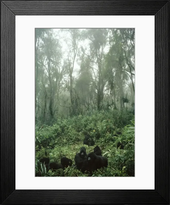 Framed Print : Mountain Gorilla Virunga volcanoes, Rwanda Framed Print : Mountain Gorilla Virunga volcanoes, Rwanda