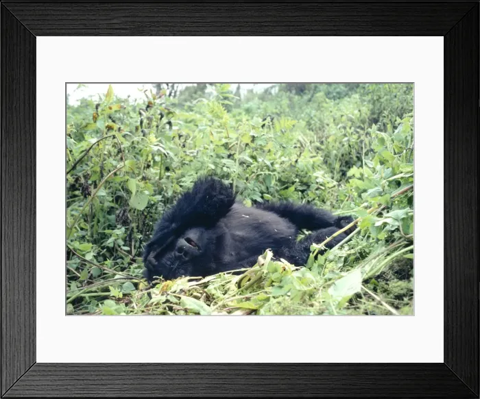 Framed Print : Mountain Gorilla Virungas, Rwanda Framed Print : Mountain Gorilla Virungas, Rwanda
