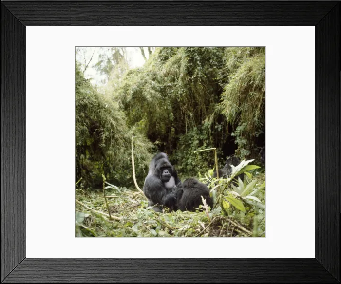 Framed Print : Mountain Gorilla Virunga volcanoes, Rwanda Framed Print : Mountain Gorilla Virunga volcanoes, Rwanda