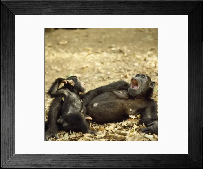 Framed Print : Chimpanzee - Fifi with one year old Ferdinand Framed Print : Chimpanzee - Fifi with one year old Ferdinand