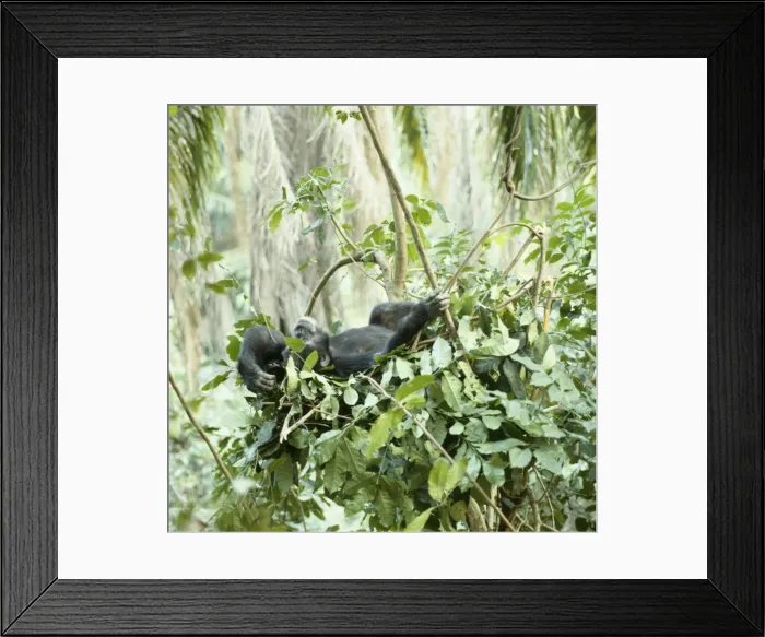 Framed Print : Chimpanzee - Goblin a 29 year old alpha male in night nest. Gombe, Tanzania, Africa Framed Print : Chimpanzee - Goblin a 29 year old alpha male in night nest. Gombe, Tanzania, Africa