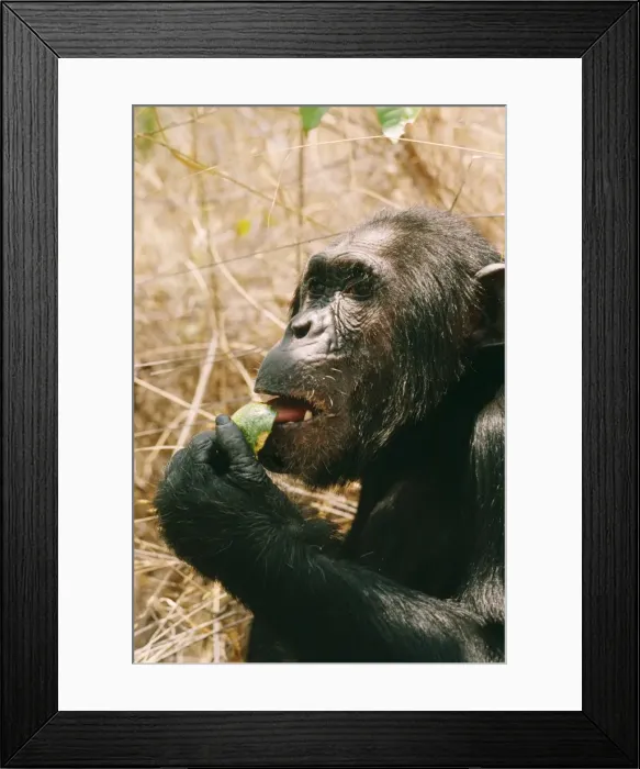 Framed Print : Chimpanzee - Prof eating Strychnos innocua Gombe, Tanzania, Africa Framed Print : Chimpanzee - Prof eating Strychnos innocua Gombe, Tanzania, Africa