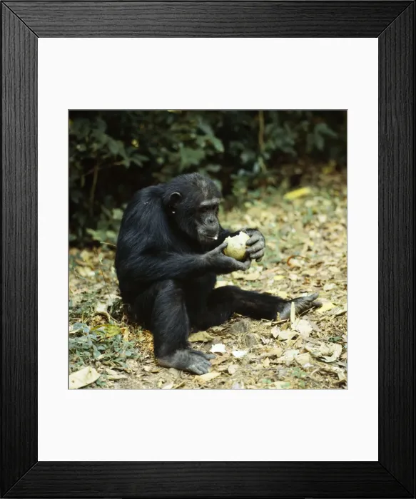 Framed Print : Chimpanzee Goblin Eating fruit Conopharyngia holstii, split open on a rock Framed Print : Chimpanzee Goblin Eating fruit Conopharyngia holstii, split open on a rock