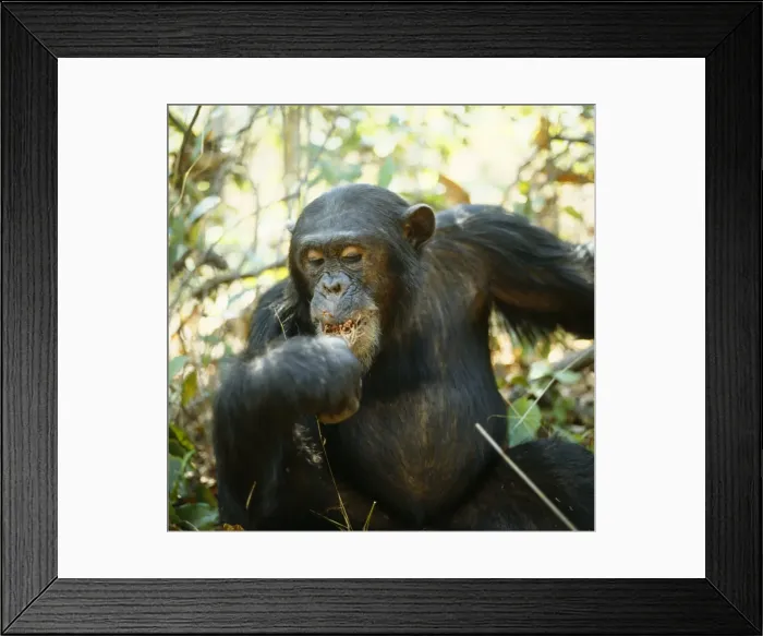 Framed Print : Chimpanzee - Freud alpha male 23 years old, eating Harungana Madagascar. Gombe, Tanzania, Africa Framed Print : Chimpanzee - Freud alpha male 23 years old, eating Harungana Madagascar. Gombe, Tanzania, Africa