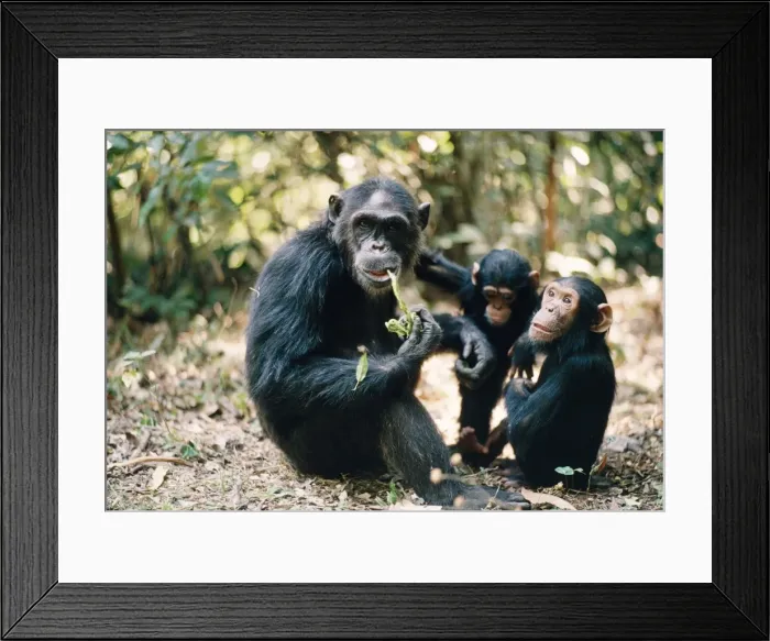 Framed Print : Chimpanzee - Fifi Ferdinand Faustina Gombe, Tanzania, Africa Framed Print : Chimpanzee - Fifi Ferdinand Faustina Gombe, Tanzania, Africa