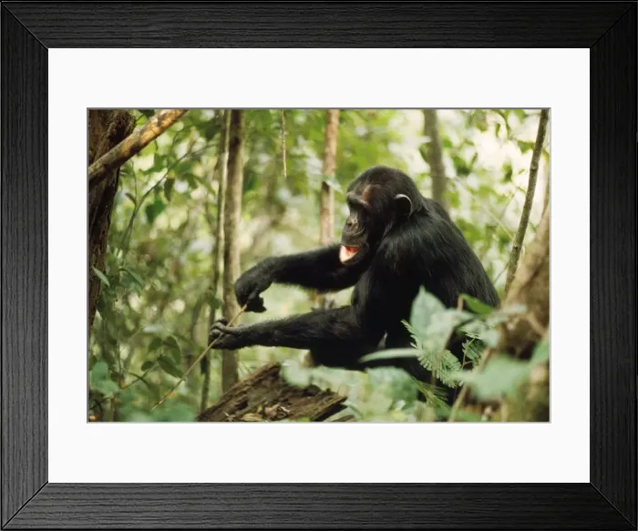 Framed Print : Chimpanzee - Prof fishing for Safari Ants Gombe, Tanzania, Africa Framed Print : Chimpanzee - Prof fishing for Safari Ants Gombe, Tanzania, Africa