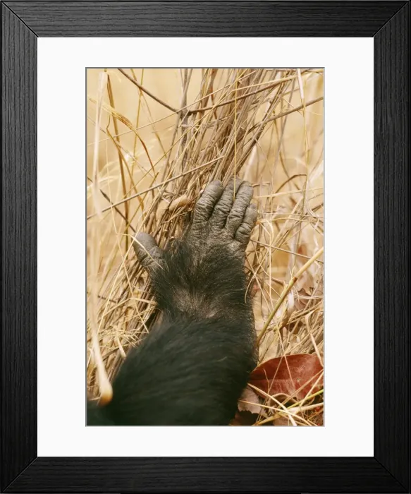 Framed Print : Chimpanzee - Goblin's right foot Gombe, Tanzania, Africa Framed Print : Chimpanzee - Goblin's right foot Gombe, Tanzania, Africa