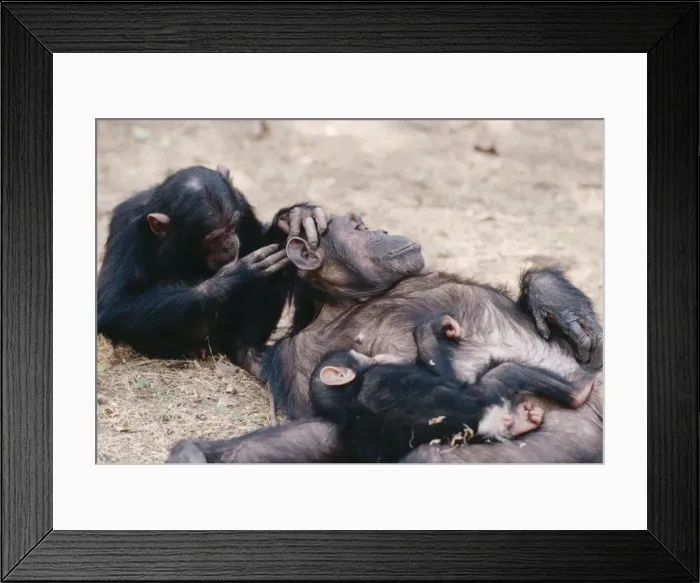Framed Print : Chimpanzee - grooming Galahad grooming Gremlin & baby Gombe, Tanzania Framed Print : Chimpanzee - grooming Galahad grooming Gremlin & baby Gombe, Tanzania