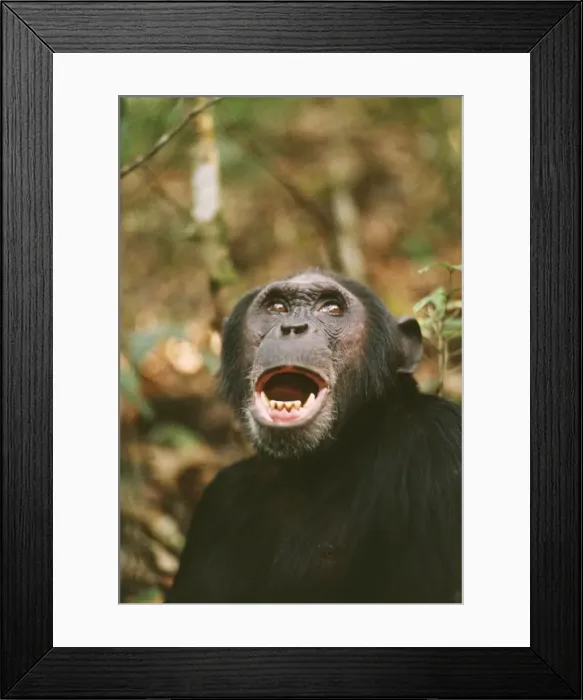 Framed Print : Chimpanzee - Prof calling, at 23 years old. Gombe, Tanzania, Africa Framed Print : Chimpanzee - Prof calling, at 23 years old. Gombe, Tanzania, Africa